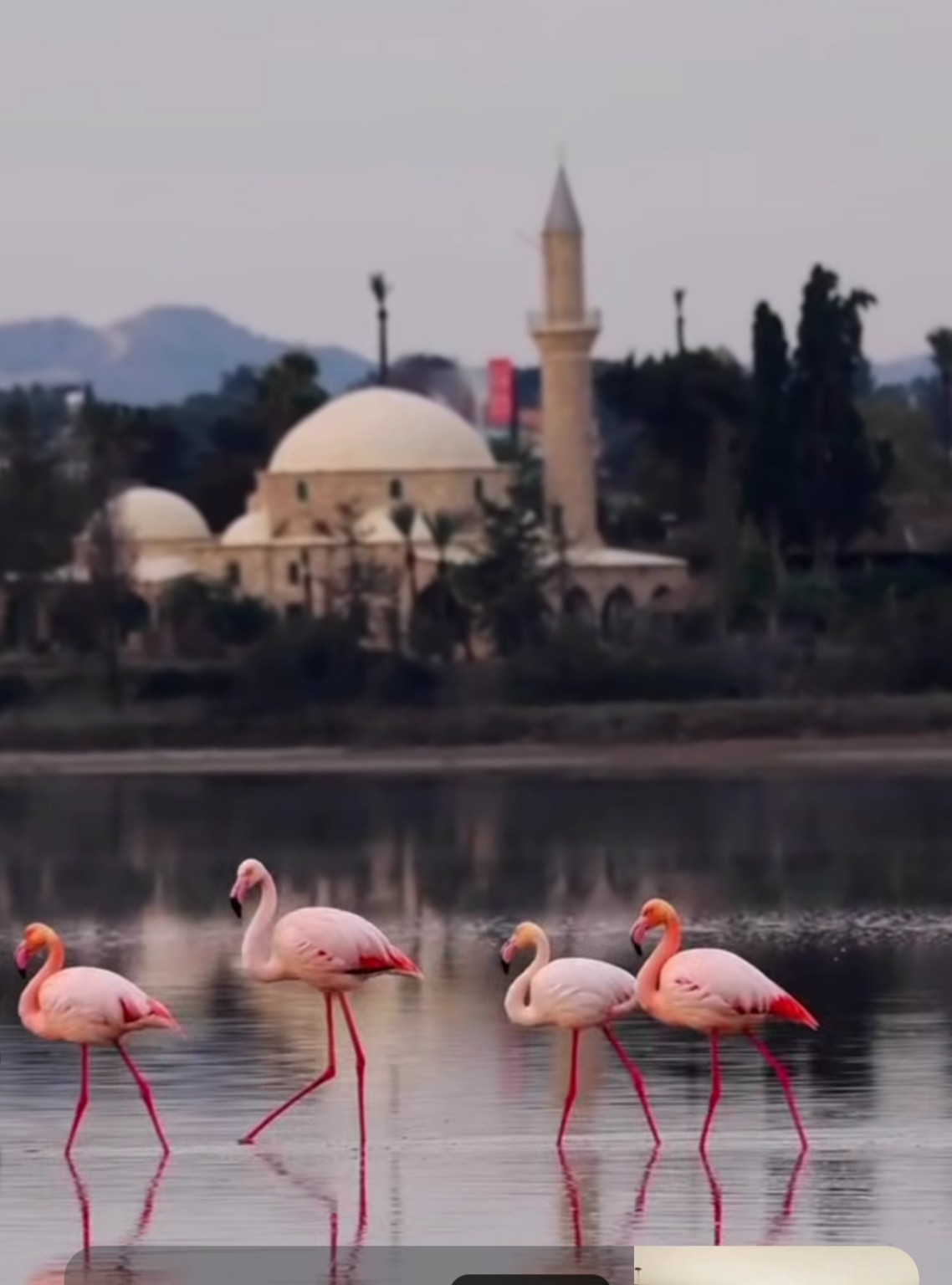 flamingos